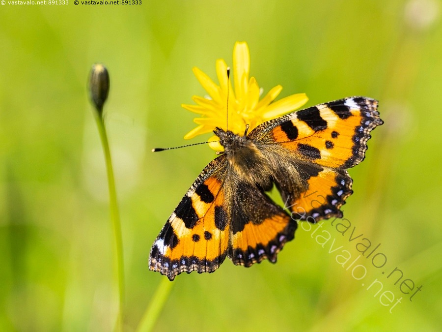 kuva-nokkosperhonen-nymphalis-aglais-urticae-aikuinen-elokuu