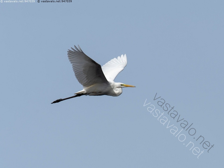 Kuva Jalohaikara Ardea Egretta Alba Elokuu Haikara Haikaralaji kuva-jalohaikara-ardea-egretta-alba-elokuu-haikara-haikaralaji