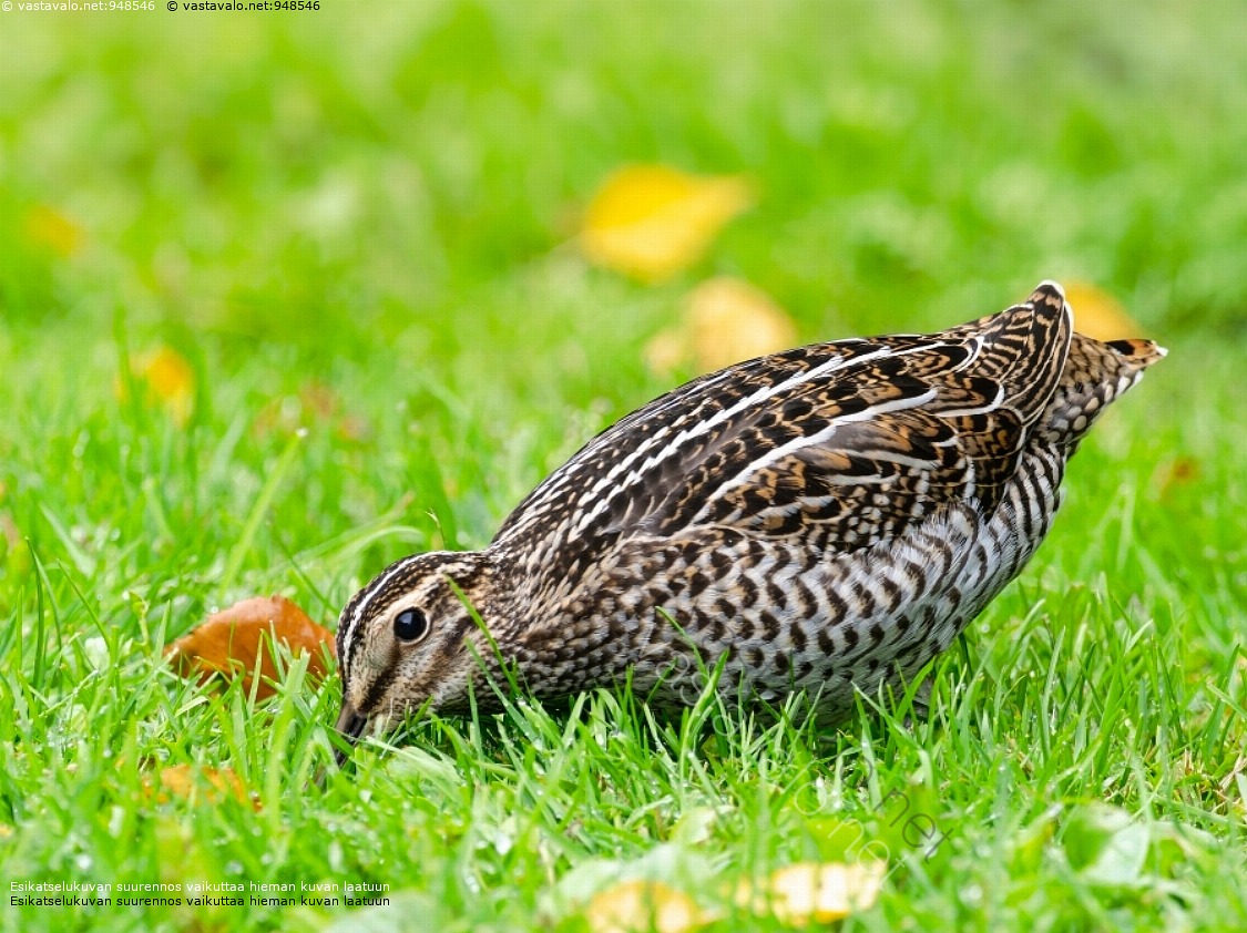 kuva-hein-kurppa-gallinago-media-harvinainen-hein-kurppa-kahlaaja