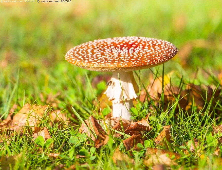 kuva-punak-rp-ssieni-amanita-muscaria-jalka-kaunis-k-rp-ssieni-lakki