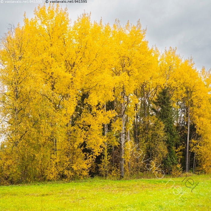 kuva-ruskapuut-populus-tremula-haapa-keltainen-keltaiset-kuuropilvi