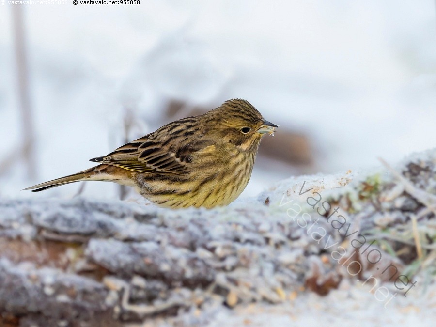 Kuva Keltasirkku Emberiza Citrinella Keltasirkku Kylm Lintu Lumi kuva-keltasirkku-emberiza-citrinella-keltasirkku-kylm-lintu-lumi