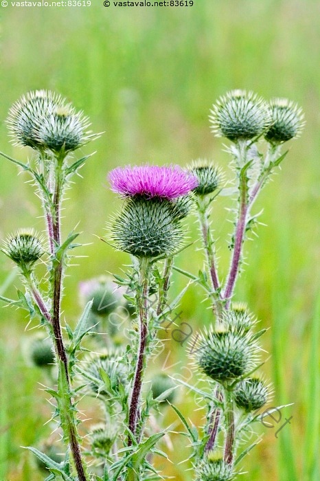 Kuva Piikkiohdake Piikkiohdake Cirsium Vulgare Kasvi Luonnonkasvi kuva-piikkiohdake-piikkiohdake-cirsium-vulgare-kasvi-luonnonkasvi