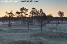 aamuusvaa-kauhanevalla