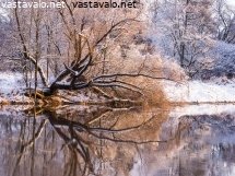 lumiset-rantapuut
