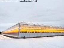 iso-kasvihuone