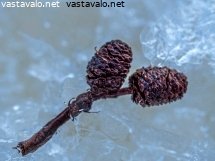 lepan-kavyt-jaalla