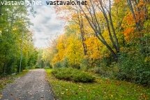 ruskavaahterat