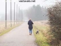 koiran-kanssa-kavelylla
