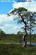 harjaisnevan-maisemamanty