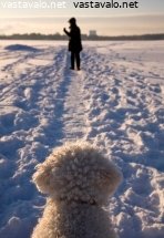 tottelevaisuuskoulutusta