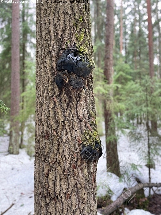Haapa Runko Kuva: Haavankääpä - haavankääpä haapa kääpä lahottaja lahoaminen runko ...
