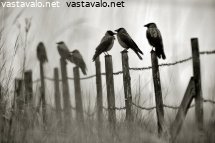 varikset