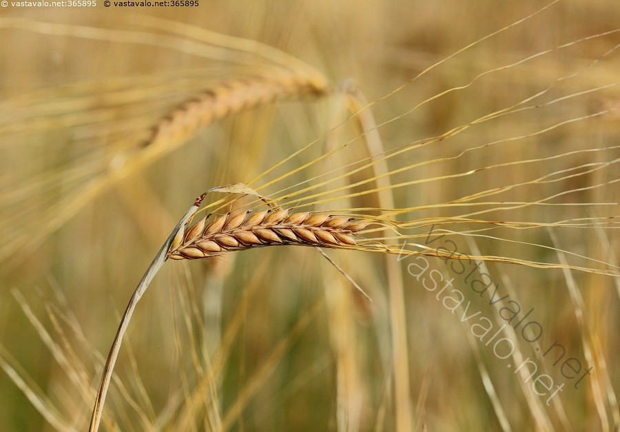 Kuvahaun tulos haulle ohra