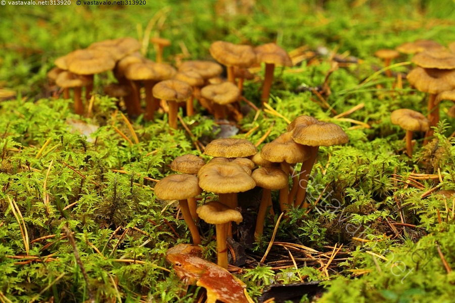 kuva-suppilovahverot-suppilovahvero-suppilovahverot-cantharellus