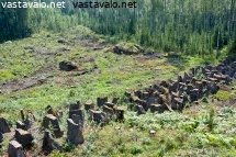 panssarieste-hakkuuaukealla