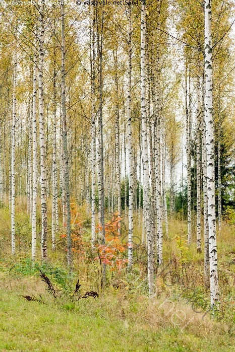 kuva-koivut-syksyll-koivu-koivut-koivikko-koivumets-mets-ruska
