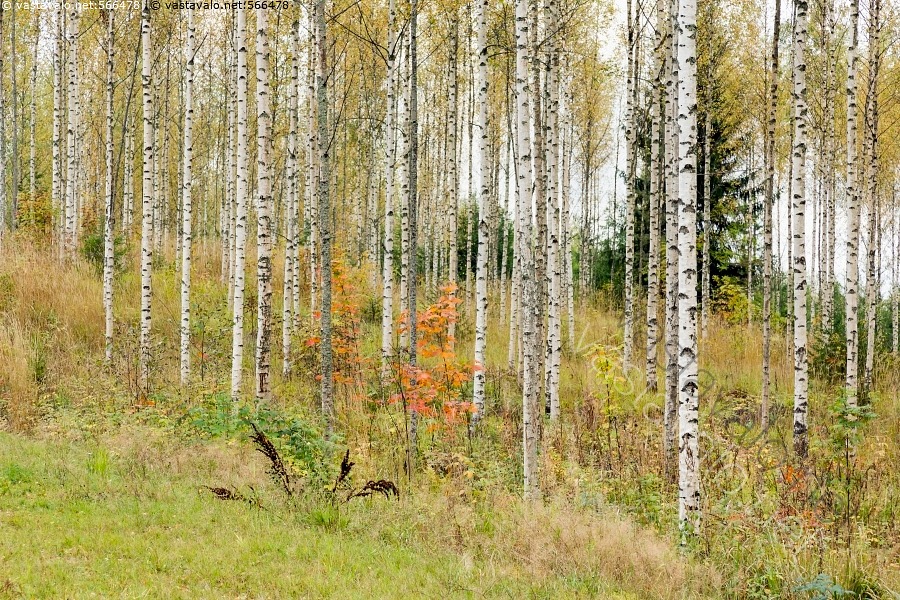 kuva-syksyinen-koivikko-koivu-koivut-koivikko-koivumets-mets-ruska