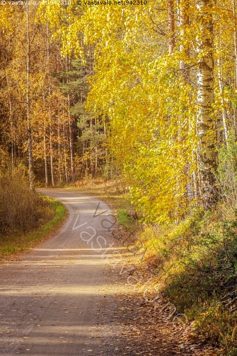 Kuva: Koivut tien varrella - koivu koivut koivuja ruska ruska-aika ...