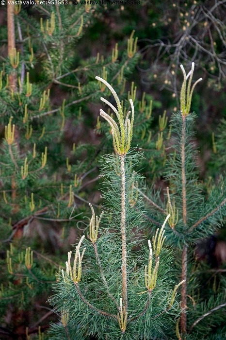 Kuva M nnyn Kev inen Kasvusto M nty Pinus Sylvestris Latva Neulaset kuva-m-nnyn-kev-inen-kasvusto-m-nty-pinus-sylvestris-latva-neulaset