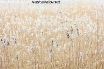 haalistuneet-royhyt
