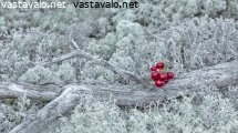 puolukat-ja-oksa