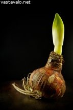 amaryllis