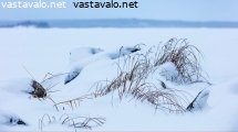 kasvit-lumen-alla
