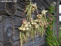 sipuliniput-kuivumassa-seinalla