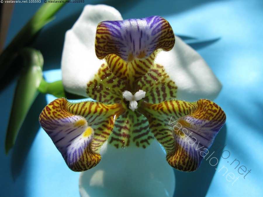 Kuva Apostolinmiekka Apostolinmiekka Iris Neomarica Huonekasvi kuva-apostolinmiekka-apostolinmiekka-iris-neomarica-huonekasvi