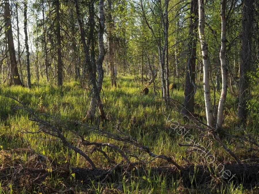 Kuva Koitelaisenkairassa Suon Laidalla Mets Puu Puusto Puustoinen kuva-koitelaisenkairassa-suon-laidalla-mets-puu-puusto-puustoinen
