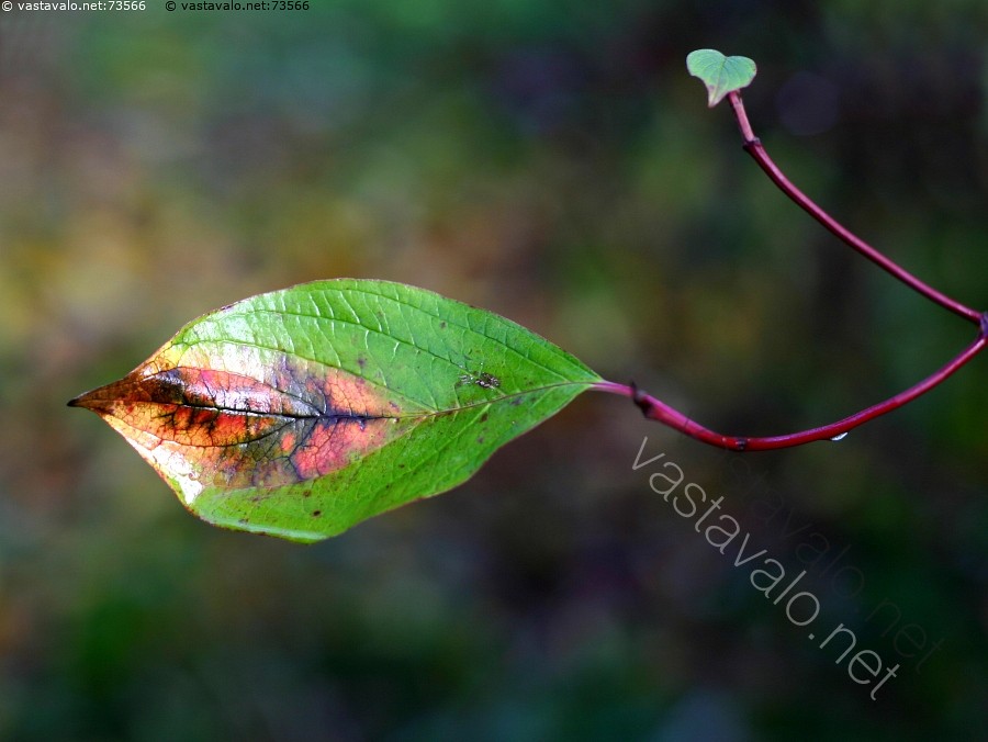 Lesbo kolmikko suku puoli porno