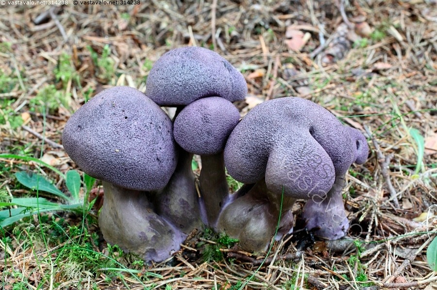 Kuva: Sininen sieniryhmä - sieni sininen violetti siniset sienet ...