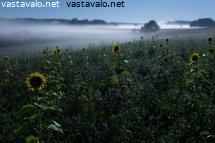 auringonkukat-kuutamossa