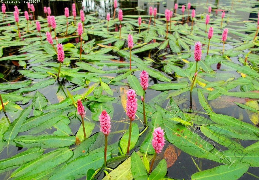 Kuva Vesikukat Vesitatar Persicaria Amphibia Polygonum Amphibium kuva-vesikukat-vesitatar-persicaria-amphibia-polygonum-amphibium