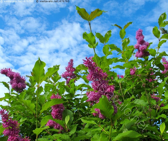 Miten on hyvä lesbo seksiä
