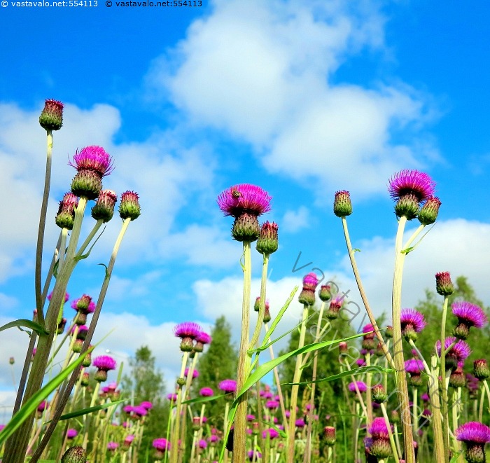 Kuva Ohdakkeet Kukkivat Ohdake Huopaohdake Cirsium Helenoidies kuva-ohdakkeet-kukkivat-ohdake-huopaohdake-cirsium-helenoidies