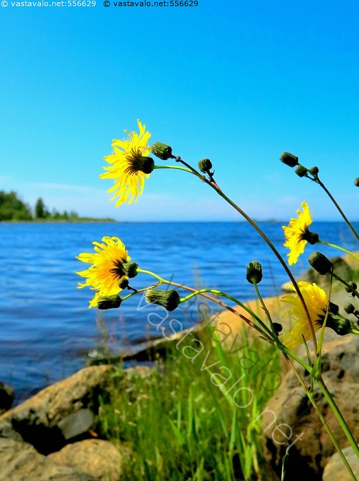 kuva-merenrannan-keltakukat-meripeltovalvatti-peltovalvatti-sonchus