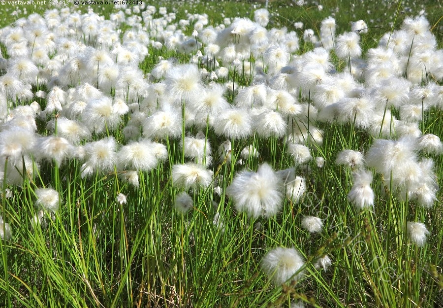 kuva-tupasvillat-tihe-ss-ryhm-ss-tupasvilla-tupasvillat-eriophorum