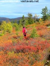 vaeltaja-ja-vaivaiskoivuruska