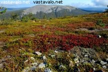 kellostapuli-ja-riekonmarjaruska