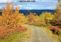 vaellusreitin-ruskakoivut