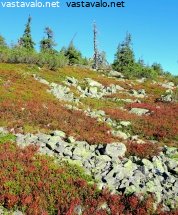 aakenustunturin-paljakka-ja-kelottunut-kuusi