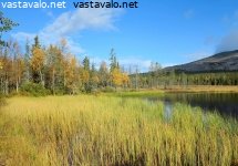 tunturijarven-rantaheinikko