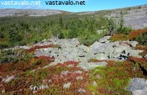 aakenustunturin-paljakkaa-ja-mustikkaruskaa