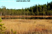 saralammen-ruskaheinikkoa