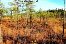 saranevan-ruskaheinikko