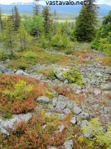 haavepalo-ja-maisema-elokuussa