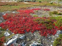 kellostapulikurun-riekonmarjaruska