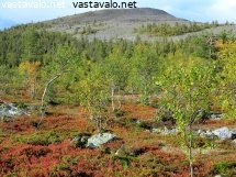 kellostapulikurun-maaruska